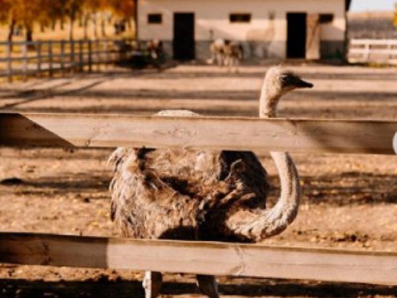 Стаття “Загинула велика кількість страусів”: На Київщині екопарк “Ясногородка” постраждав від обстрілу Ранкове місто. Крим
