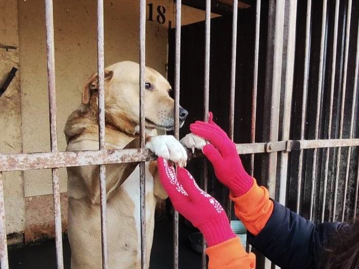 Стаття Патронаж притулків для тварин запускають в Україні: як це працює Ранкове місто. Крим