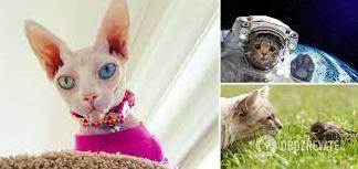Стаття Прибульці з іншої планети? У мережі розповіли версію походження котів і навели докази Ранкове місто. Крим
