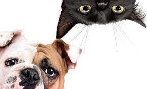 Стаття Як зробити так, щоб собака та кішка стали кращими друзями: поради та приклади Ранкове місто. Крим