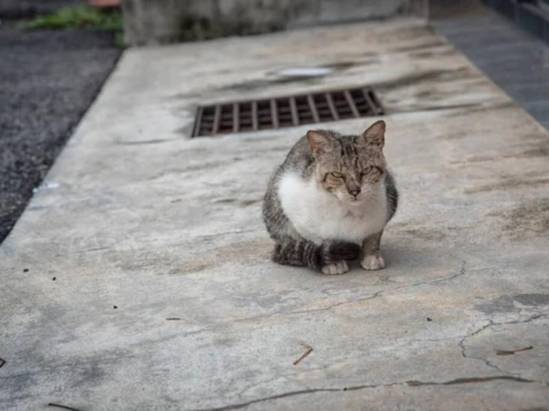 Стаття За решітками загинули кошенята... Ранкове місто. Крим