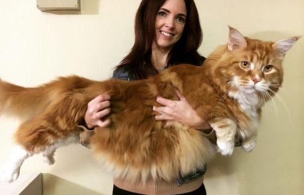 Статья Самый длинный кот в мире — 1,2 м Утренний город. Крым