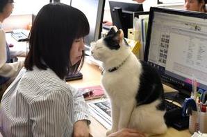 Стаття В Японии разрешили сотрудникам приносить на работу своих кошек Ранкове місто. Крим