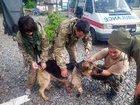 Стаття Во время обстрела в Донецкой области собака спасла двух украинских бойцов, прикрыв их собой! ФОТО Ранкове місто. Крим