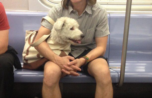 Стаття В метро Нью-Йорка собак можно перевозить только в сумке – получается весело Утренний город. Крим