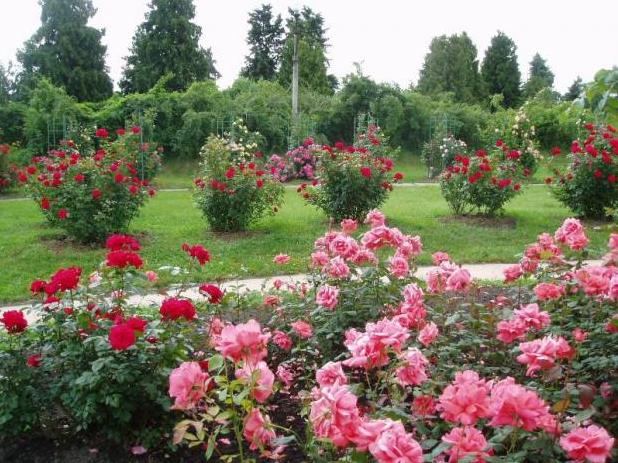 Стаття Национальное достояние Украины расцвело в одном из крупнейших ботанических садов Европы Ранкове місто. Крим