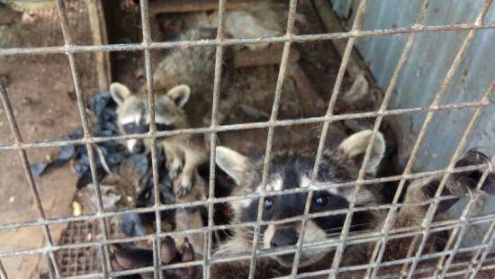 Статья В России на одной из свалок найден брошенный зоопарк с медведями, енотами и оленями (фото) Утренний город. Крым