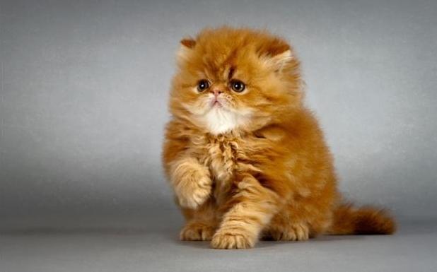 Статья 10 персидских кошек помогают японскому пенсионеру спасать бездомных котов Утренний город. Крым