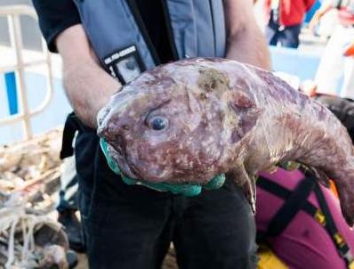 Стаття Страшные существа, обитающие в водах Австралии. Фото Ранкове місто. Крим