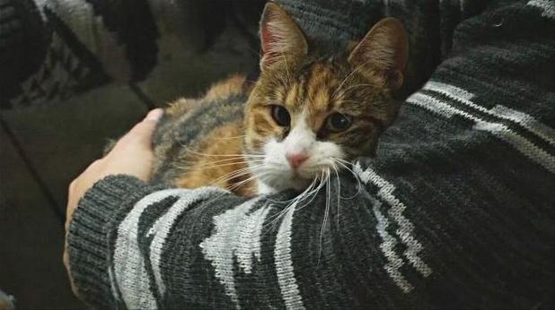 Стаття В чилийском котокафе бездомные кошки выбирают себе хозяев Ранкове місто. Крим