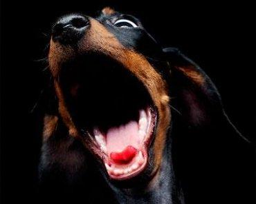 Статья Ну, слава Богу - одобрили: «власти» Крыма разрешили собакам лаять по ночам Утренний город. Крым