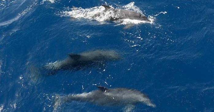 Стаття Черное море может остаться без рыбы: в Крыму массово гибнут дельфины Утренний город. Крим