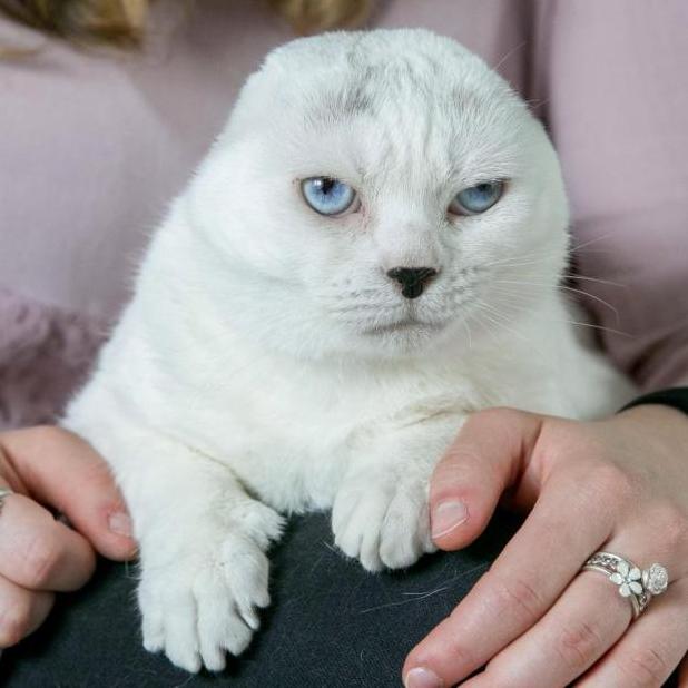 Стаття Спасенный кот без ушей получил в подарок свою копию в виде игрушки Ранкове місто. Крим