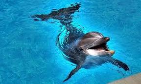 Стаття В Керчи чиновники не дают экологам спасти умирающего дельфина Утренний город. Крим