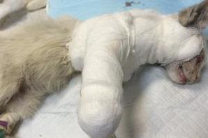 Стаття Отважный котенок, отбившийся от собаки, продолжает отчаянно бороться за жизнь! Ранкове місто. Крим