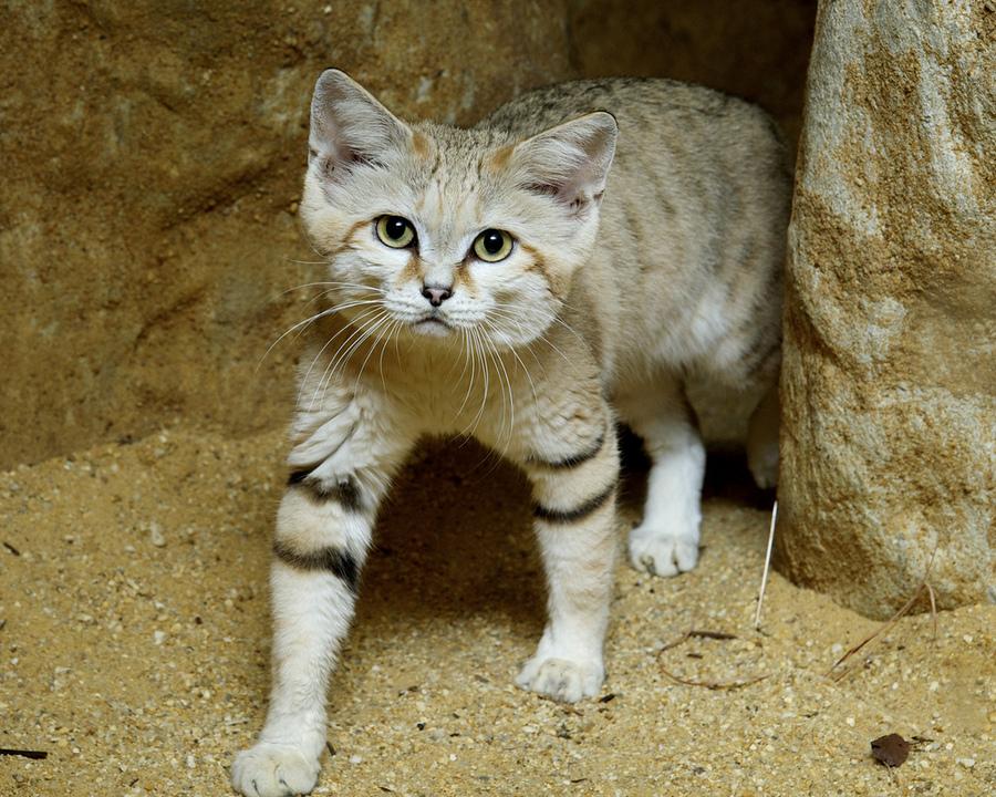 Стаття 10 редких диких котов, о которых мало кто слышал Ранкове місто. Крим