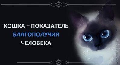 Стаття Кошка - показатель хорошей кармы человека Ранкове місто. Крим