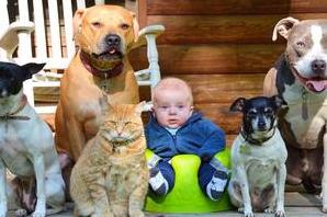 Стаття Всегда на страже: забавные фото малыша, которого нянчат четыре пса и кошка Ранкове місто. Крим
