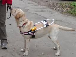 Стаття В Киеве отравили собаку-поводыря незрячего инвалида Ранкове місто. Крим