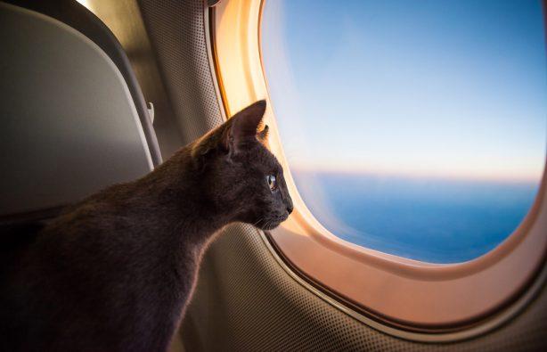 Статья 10 авиакомпаний мира, которые позволяют путешествовать с котом подмышкой Утренний город. Крым