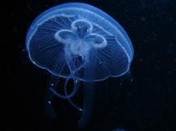 Стаття Соцсети позабавила «казнь медузами» у берегов Крыма (ФОТО) Утренний город. Крим