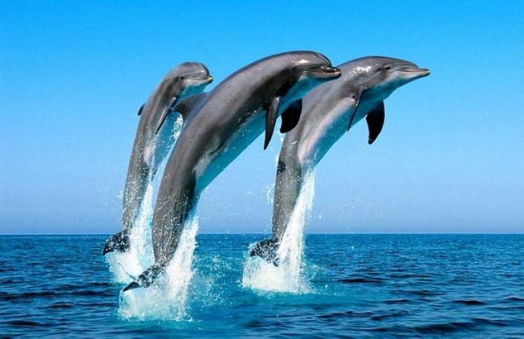 Стаття Активисты в Крыму пытаются разобраться в причинах гибели дельфинов Утренний город. Крим