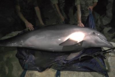 Стаття Севастопольцы вынуждены сами хоронить мертвых дельфинов Утренний город. Крим