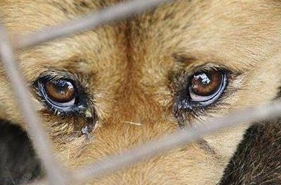Стаття За жестокое обращение с животными - за решетку! Новый закон вступил в силу Ранкове місто. Крим