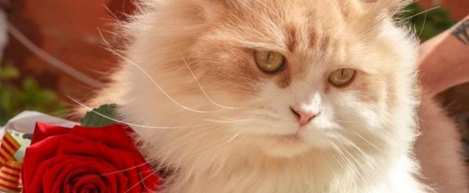 Стаття 8 августа – Всемирный день кошек Ранкове місто. Крим