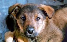 Стаття В Славянске нелюдь - живодер жестоко убил собаку на глазах жены и детей. Фото и видео 18+ Ранкове місто. Крим