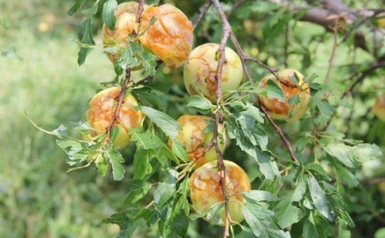 Статья 70% урожая фруктов в двух районах Крыма уничтожено вчерашним градом Утренний город. Крым