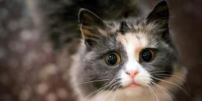 Стаття Как выглядит первый в мире плавучий приют для кошек? Фото Ранкове місто. Крим