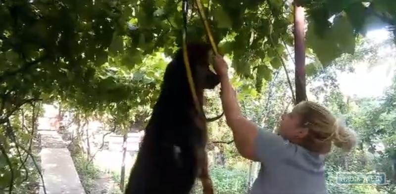 Стаття В Одессе задержали женщину, разместившую в сети видео с подвешиванием собаки Ранкове місто. Крим