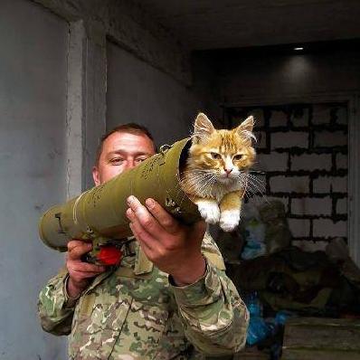 Стаття За что украинские военные поставят памятники котам? Ранкове місто. Крим