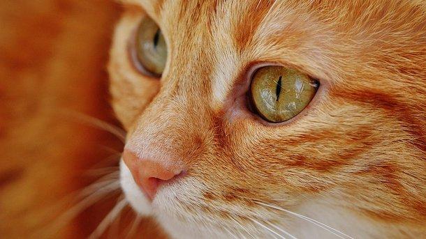 Статья Почувствуйте себя котом: как и в каких цветах видят мир животные? Утренний город. Крым