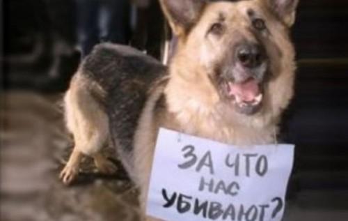 Стаття Как правило, животных убивают или калечат трусы по жизни Ранкове місто. Крим