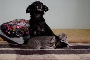 Стаття В Одессе собака стала мамой для двух котят Ранкове місто. Крим