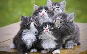 Статья Самые крупные породы домашних кошек Утренний город. Крым