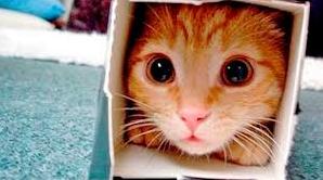 Стаття Ветеринары создают невероятные картонные домики для своего кота Ранкове місто. Крим
