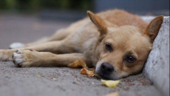 Стаття В России убили 200 собак ради прибыли Ранкове місто. Крим