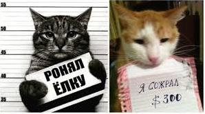 Стаття Жизнь по своим правилам: животные, которые умеют сохранять безразличие Ранкове місто. Крим