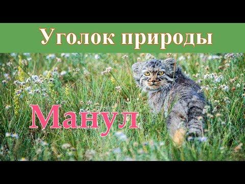 Стаття Манул — самый выразительный кот в мире Ранкове місто. Крим