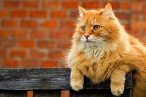 Стаття Пример для подражания! Кошкин дом: столичный зоопарк приютил бродячих котов Ранкове місто. Крим