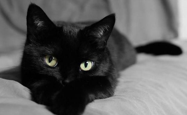 Стаття Приметы о черных кошках: все не так страшно как мы думаем? Ранкове місто. Крим
