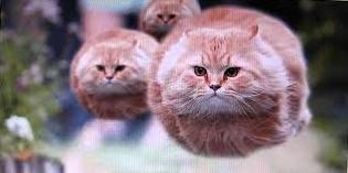 Стаття 16 огромных и очень дружелюбных кошек Ранкове місто. Крим