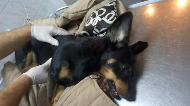 Стаття В Одессе пьяный владелец таксы выкинул собаку с седьмого этажа Ранкове місто. Крим