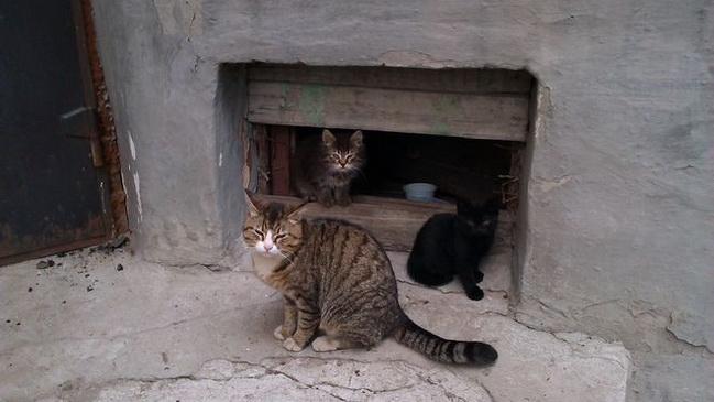 Стаття Зимой в Одессе позаботятся о бездомных котах Ранкове місто. Крим