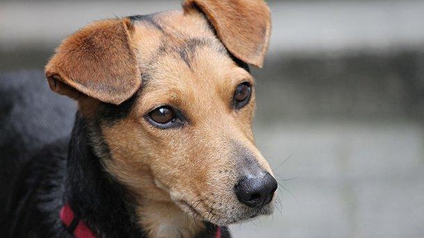 Стаття В Харькове за убийство собаки мужчина получил реальный тюремный срок Ранкове місто. Крим
