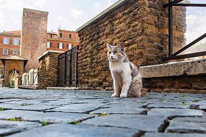 Стаття Деревню для котиков построят в Турции Ранкове місто. Крим