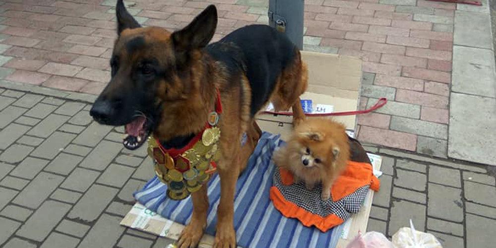 Стаття В Луганске собаки-чемпионы просят милостыню (ФОТО) Ранкове місто. Крим